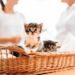 Unternehmensfotografie Vöcklabruck Karin Lohberger Photography